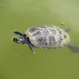 Schildkröte im Wasser (2)