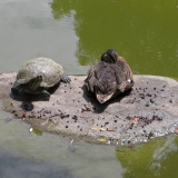 Schildkröte mit Ente
