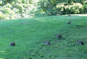 Kaninchen auf Hügel
