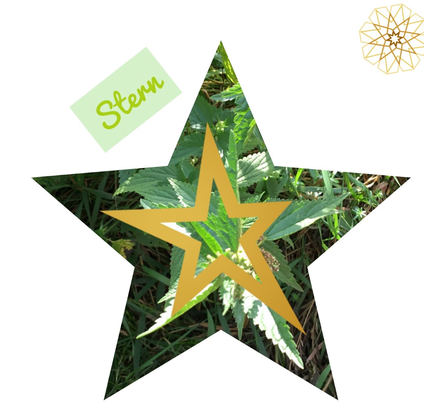 Pfingstferien-Spaß 2026: Kinderwissenschaftstage „Sonne, Mond und Sterne“