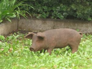 Schwein