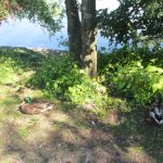 Enten im Westpark