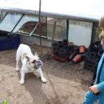 Jackson beim Ball spielen