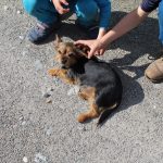 Einer der kleinen Hunde