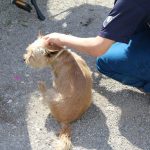 Einer der kleinen Hunde