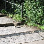 Kaninchen_zwischen Beet- und Sonnenstauden