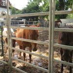 Ponys im Reitclub Isartal