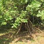 Tipi